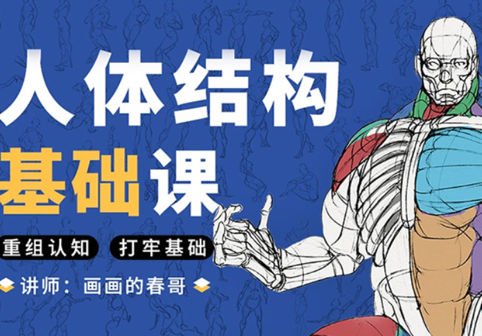春哥人体结构基础课第13期（高清画质带课件）